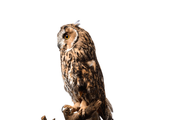 side view of wild owl sitting on wooden branch isolated on white - Foto, imagen
