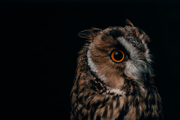 cute wild owl muzzle isolated on black with copy space - Zdjęcie, obraz