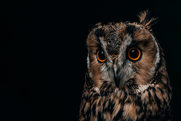 cute wild owl muzzle isolated on black with copy space - Foto, afbeelding