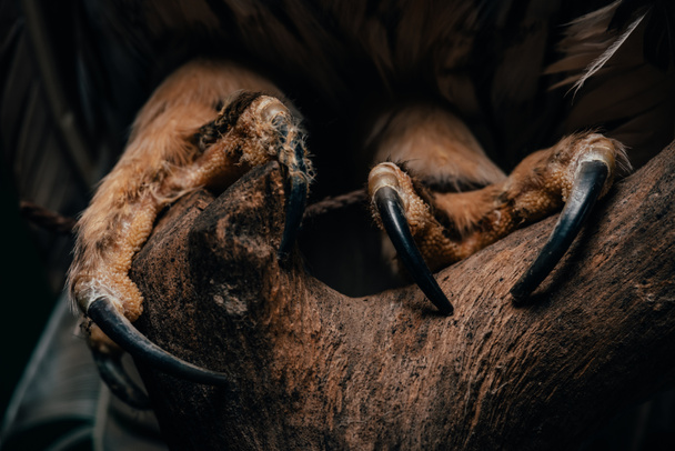 lähikuva villi pöllö kynnet pimeässä puinen haara eristetty musta
 - Valokuva, kuva