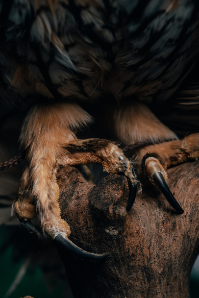 vista de perto de garras de coruja selvagens no escuro no ramo de madeira isolado no preto
 - Foto, Imagem