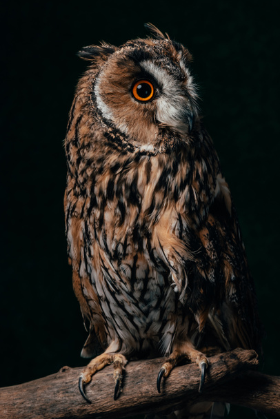 wild owl sitting in dark on wooden branch isolated on black - Photo, Image