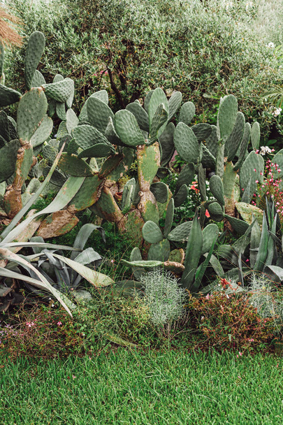 groene struiken bij cactus met spikes buiten  - Foto, afbeelding