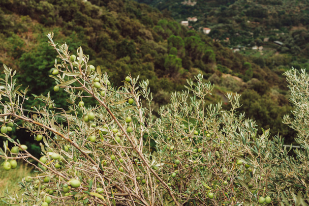 селективный фокус зеленых оливок на дереве в Италии
  - Фото, изображение