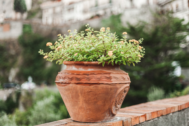 selective focus of green plant with flowers in flowerpot  - Foto, afbeelding