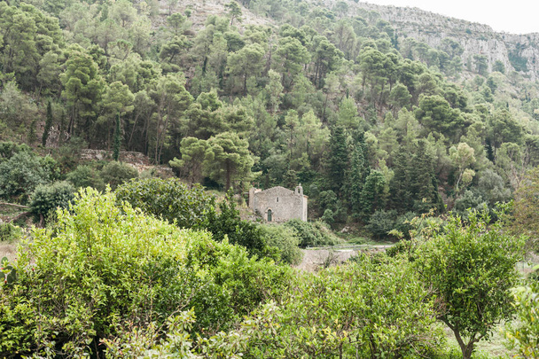 green trees near ancient house in modica, italy  - Foto, Bild
