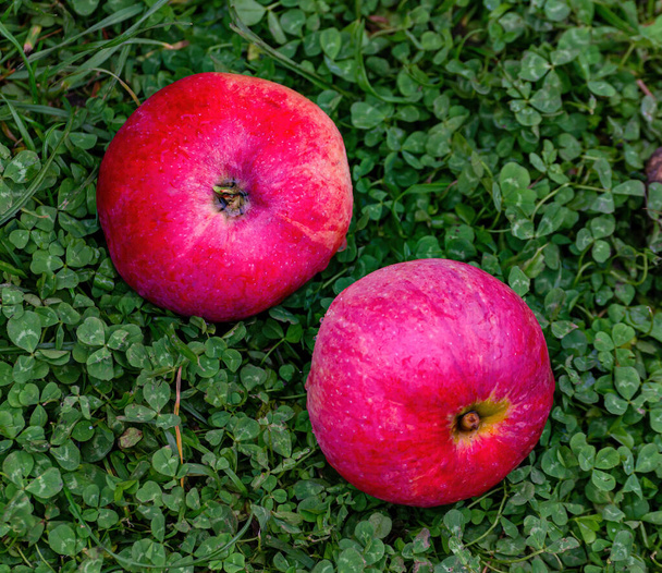 Two red apples on the grass. Red on green - Φωτογραφία, εικόνα