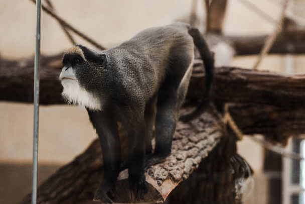 foco seletivo de macaco bonito no zoológico
  - Foto, Imagem