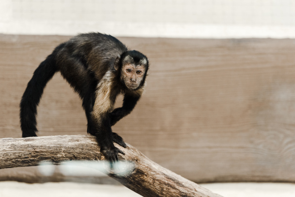 selective focus of chimpanzee in zoo  - Фото, зображення