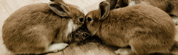 plan panoramique de lapins mignons et moelleux assis près du foin
  - Photo, image
