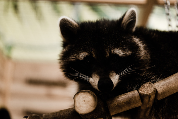 cute and fluffy raccoon in zoo  - Photo, Image