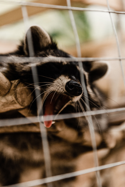 selective focus cute and fluffy raccoon yawning in zoo  - Valokuva, kuva