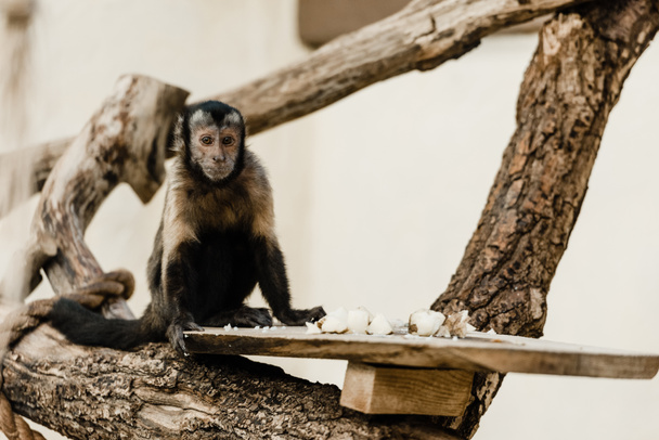 selective focus of monkey sitting near baked potato in zoo - Foto, afbeelding