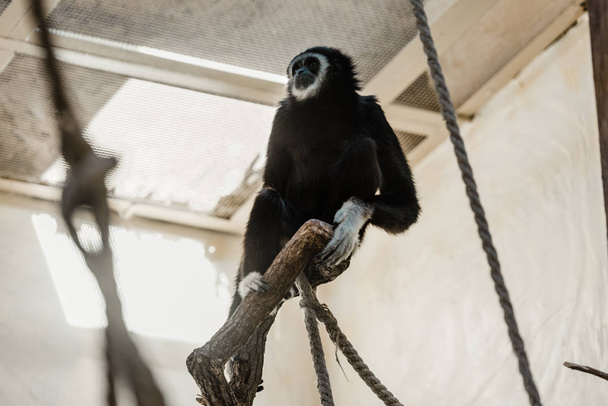 selective focus of ropes near cute monkey in zoo  - Fotoğraf, Görsel