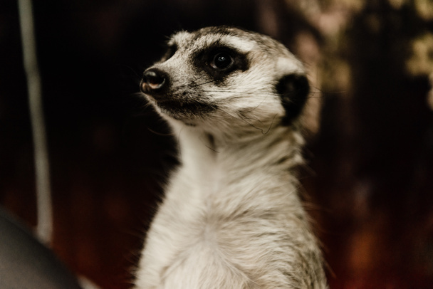 selective focus of cute meerkat in zoo  - Photo, Image