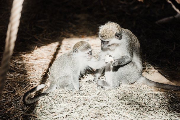 sunlight on cute monkeys holding nut  - Photo, Image