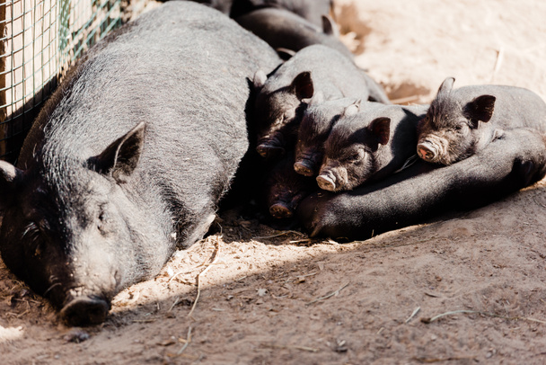 schattig baby varkens en groot varken liggend op de grond  - Foto, afbeelding