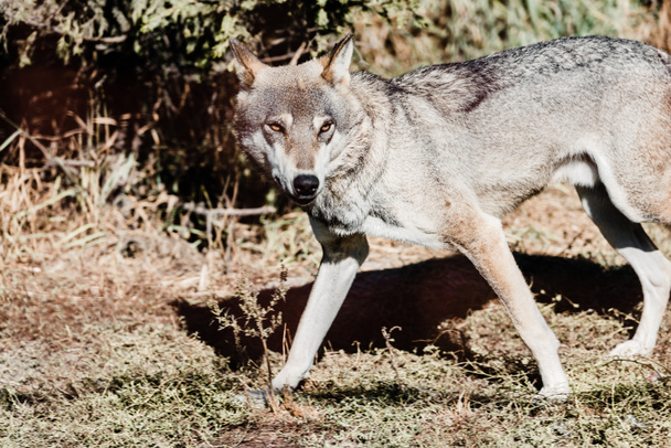 dangerous wolf walking on ground outside  - Photo, image