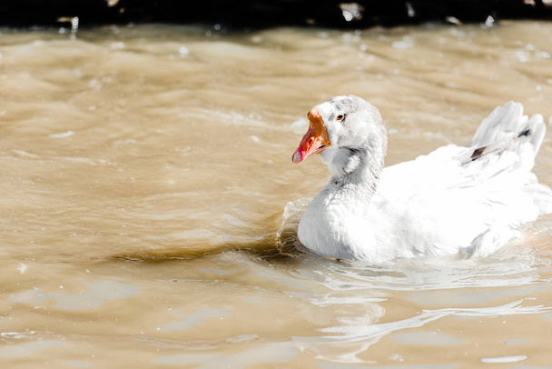 white duck swimming in pond in zoo - Φωτογραφία, εικόνα