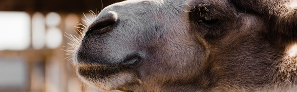 動物園での毛皮のラクダのパノラマ写真  - 写真・画像
