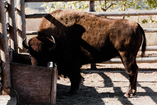 bisão de pé perto de alimentação vale no zoológico
  - Foto, Imagem