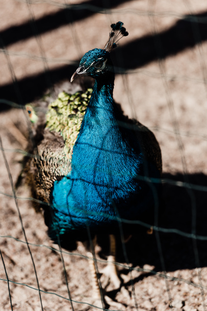 foco seletivo de pavão colorido andando perto da gaiola no zoológico
  - Foto, Imagem