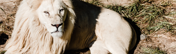 panoramatický záběr nebezpečného bílého lva ležícího venku na trávě  - Fotografie, Obrázek