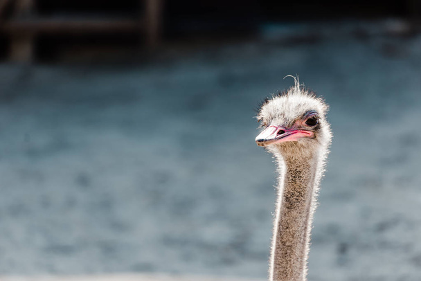 furry ostrich in zoo with copy space  - Valokuva, kuva