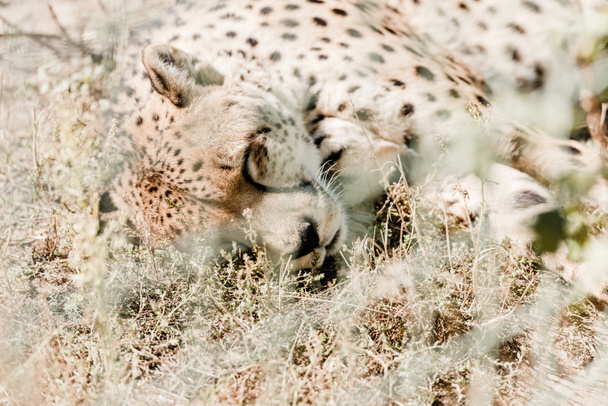 selective focus of leopard sleeping on grass near cage  - Фото, зображення