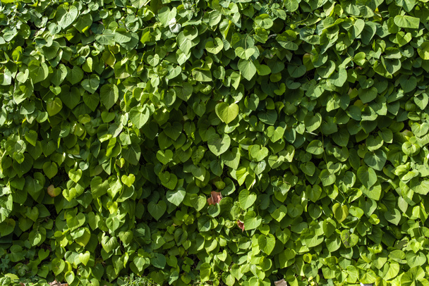 Bush twigs with green leaves and sunlight - Zdjęcie, obraz