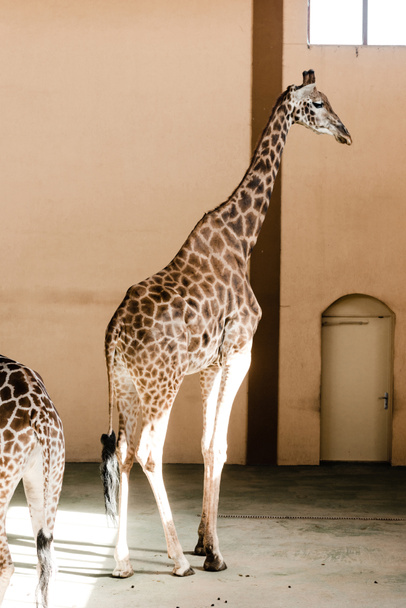 sunlight on tall giraffes standing in zoo  - Фото, зображення