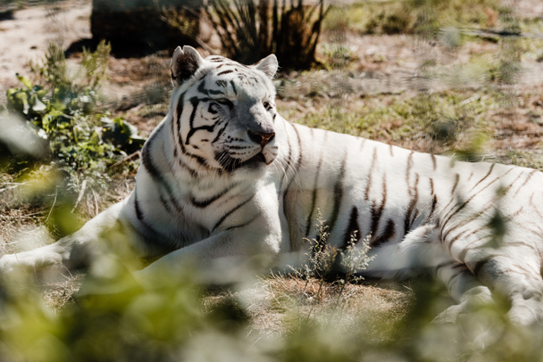 selective focus of white tiger resting on ground outside  - Photo, Image