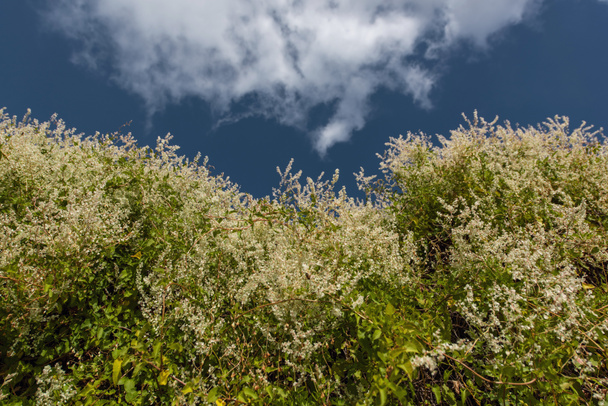 Green bushes with white flowers and blue cloudy sky at background - Foto, afbeelding