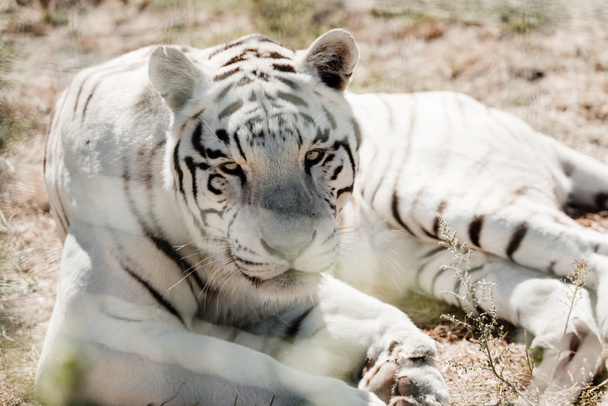 selective focus of white tiger lying near cage in zoo  - Foto, Imagen