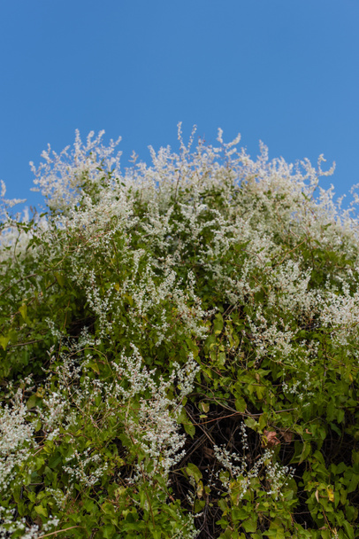 white flowers on green bush and blue sky at background - Photo, Image