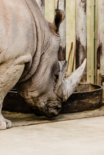 rinoceronte con cuerno grande de pie cerca del comedero
 - Foto, imagen