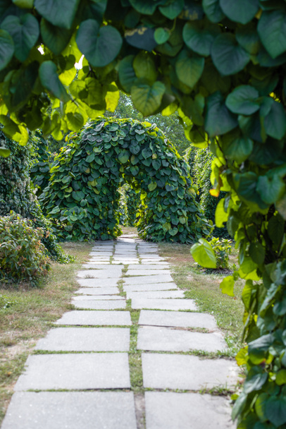 Вибірковий фокус доріжки і арки з рослин в парку
 - Фото, зображення