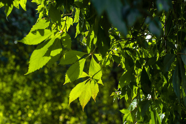 Close up view of wild grape leaves in sunlight - Fotoğraf, Görsel