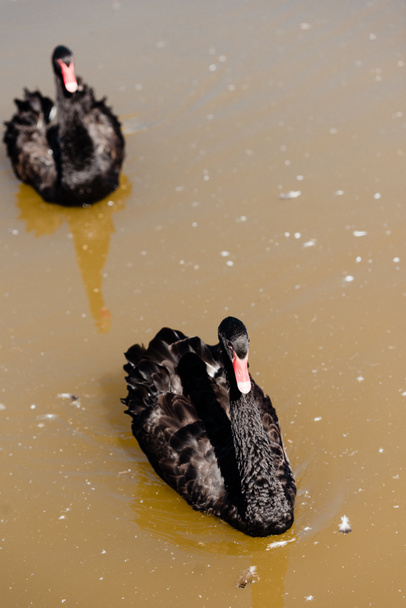 selective focus of black swans swimming in pond  - Photo, Image