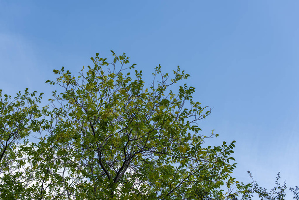 Vue à angle bas des arbres avec des feuilles vertes et un ciel bleu en arrière-plan
 - Photo, image