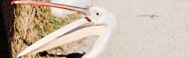 panoráma lövés pelikán nagy csőr sikoltozó állatkertben  - Fotó, kép
