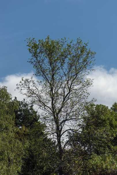 Stromy se zelenými listy a zamračenou oblohou na pozadí - Fotografie, Obrázek