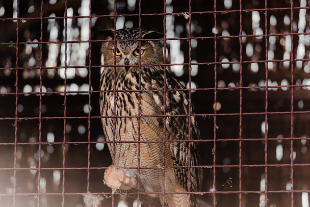 selective focus of owl sitting near metallic cage in zoo  - Foto, Imagem