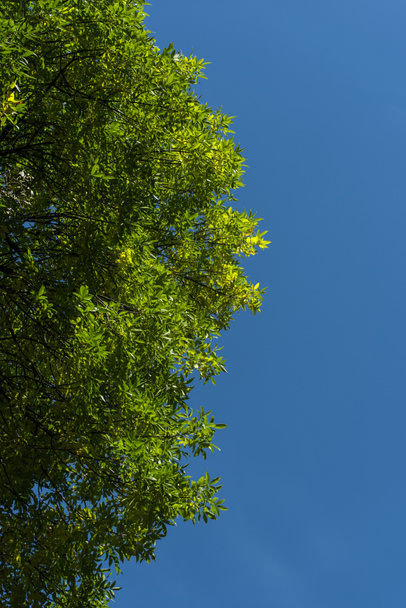 Vista inferior de las ramas de los árboles con hojas verdes y cielo azul en el fondo
 - Foto, Imagen
