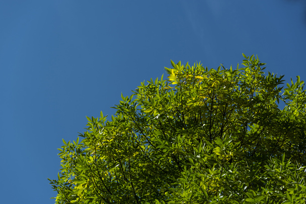 Bottom view of tree branches with green leaves and blue sky at background - Valokuva, kuva