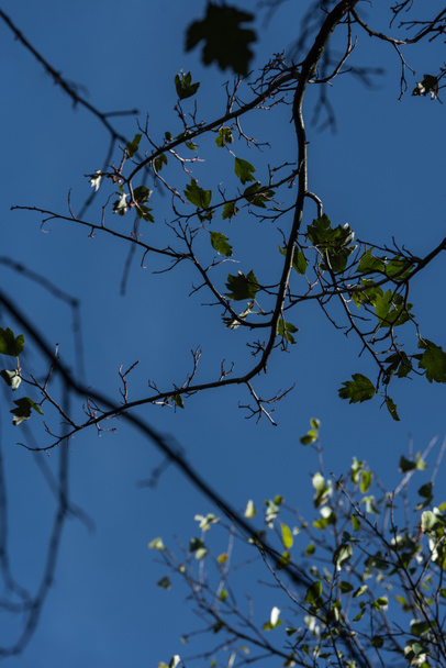 Green leaves on tree branches and blue sky at background - Foto, afbeelding