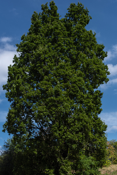 Low angle view of cypress with blue sky at background - Zdjęcie, obraz