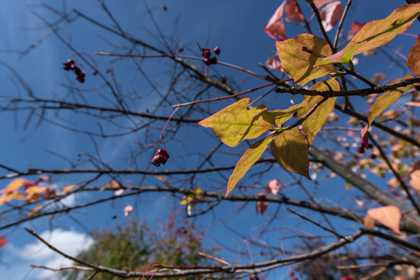 Arkaplanda mavi gökyüzü olan ağaç dallarında sarı yapraklar ve meyveler - Fotoğraf, Görsel