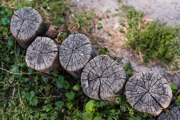 Top view of wooden stumps and green leaves on ground - Valokuva, kuva
