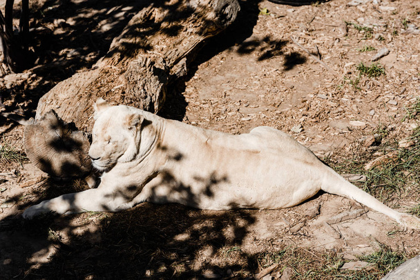 varjot lähellä vaarallista naarasleijona makaa ulkona
  - Valokuva, kuva